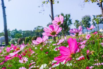 Field of Pink cosmos flowers blooming in garden,wild pink cosmos flowers in spring day,autumn season,view of the various cosmos flowers,Selective focus.