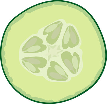 Flat illustration is showing cucumber slice cross section with radial seeds on transparent backdrop