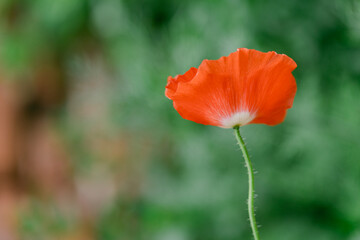 Fototapeta premium Bright red flower standing alone against a blurred green background during a sunny day in a garden setting