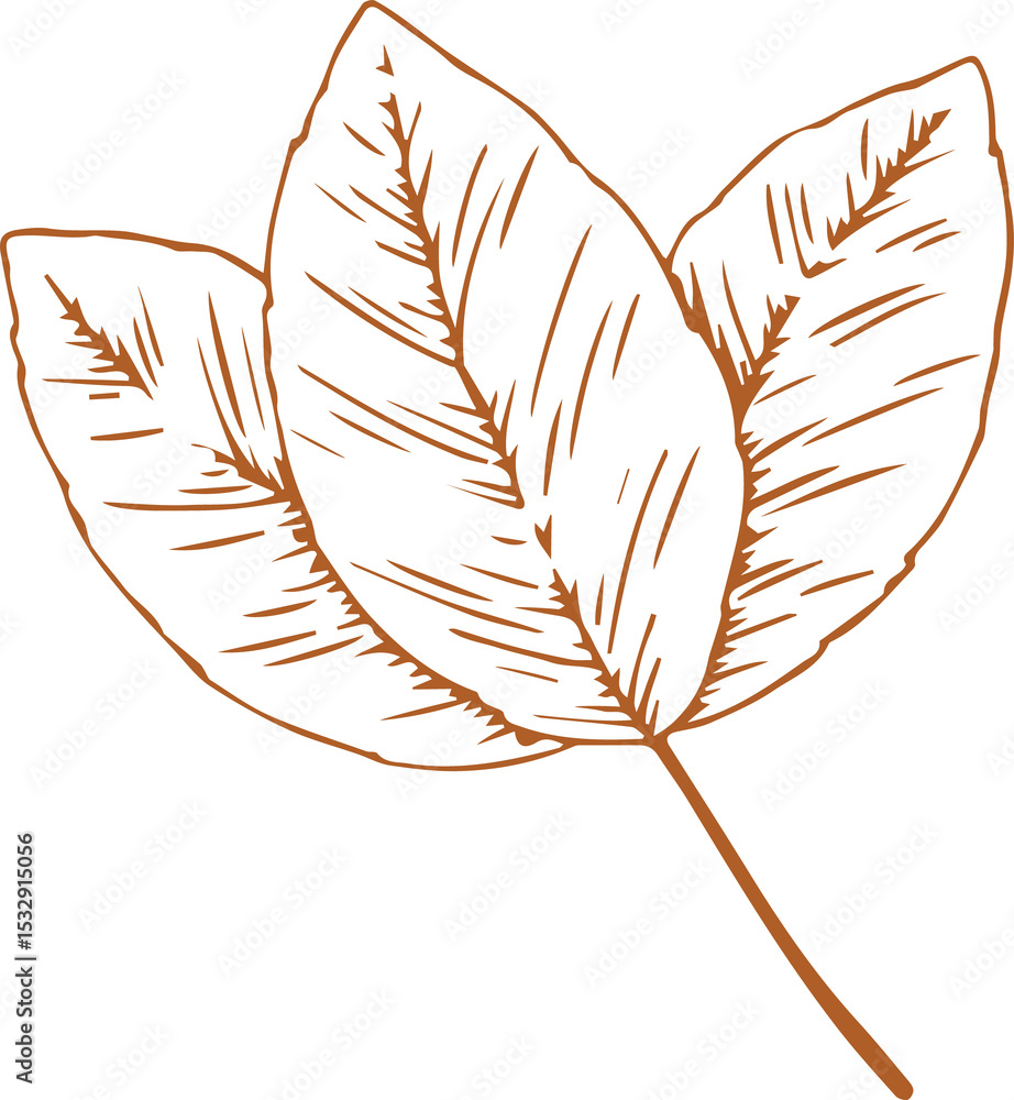 Poster flat art showing three overlapping leaves with orange outlines, hatching on transparent backdrop
