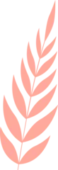 Fotobehang Flat design stylized leaf branch is featuring alternating coral leaves on transparent background © vectorfusionart