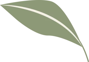 Fotobehang Stylized leaf design is being displayed flat, showing green midrib stripe on transparent background © vectorfusionart