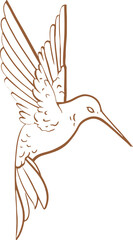 Showing stylized hummingbird gliding in profile line art, brown feather lines, transparent backdrop