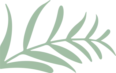 Fotobehang Stylized leafy branch is being shown in flat design, with pale mint green on transparent background © vectorfusionart