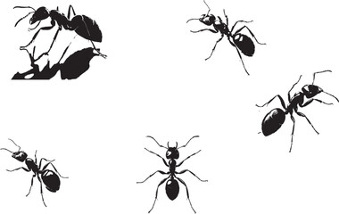 Vector  silhouette Set of Ants