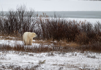Polar bear walking along the shore of Hudson Bay near Churchill, Manitoba
