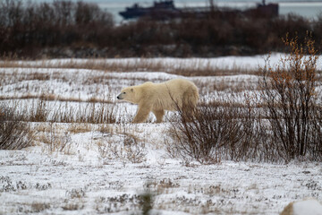 Polar bear walking along the shore of Hudson Bay near Churchill, Manitoba