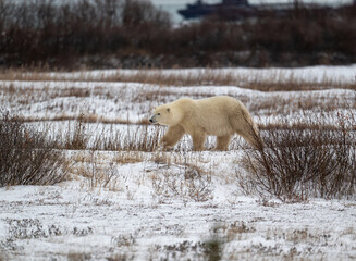 Polar bear walking along the shore of Hudson Bay near Churchill, Manitoba