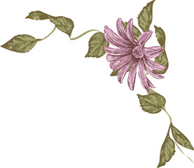 Painterly botanical art is showing pink daisy on vine with olive leaves on transparent canvas