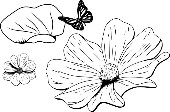 Fototapeta Floral line art is showing large daisy, 5-petal flower, petals, butterfly on transparent background