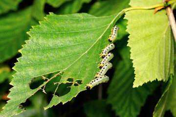 Many adult caterpillars eat the birch leaf.