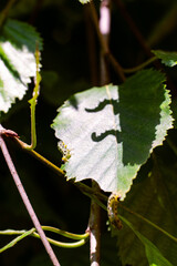 Abstract art photo of shadow of two caterpillars on a green leaf.
