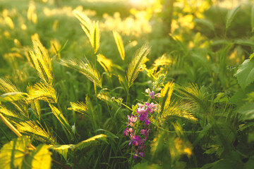 Natural flower background with green grass and the sunshine.