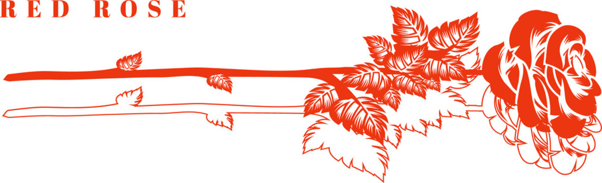 Fototapeta Showing flat red vector rose stem with thorny leaves, blooming rose, RED ROSE label, transparent