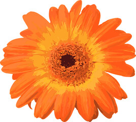 Gerbera daisy is radiating orange and yellow petals in flat vector art transparent background