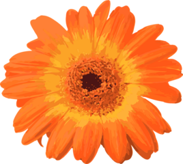 Gerbera daisy is radiating orange and yellow petals in flat vector art transparent background