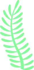 Fotobehang Stylized mint green fern frond is floating in flat illustration, transparent background © vectorfusionart