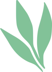 Fotobehang Minimalist stylized green leaf sprig is floating on transparent background in flat design style © vectorfusionart