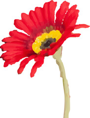 Flat vector gerbera bloom is showing red petals, yellow disk, green stem on transparent background