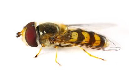 Hoverfly, Hover Fly or flower flies, syrphids isolated on white, Eupeodes fumipennis, side view