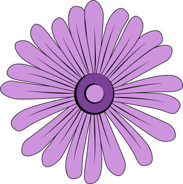 Fototapeta Flat purple daisy flower is featuring two-tone center and lilac petals on transparent backdrop