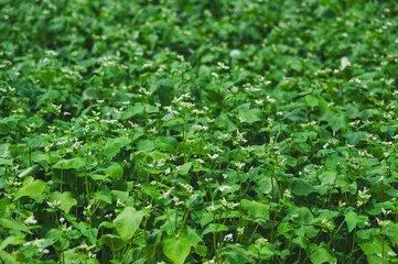 咲き始めたソバの花　松本市