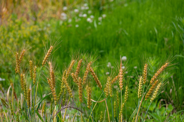 鮮やかな黄金色の小麦
