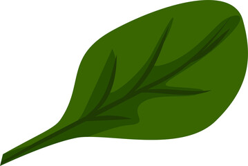 Stylized green leaf is being shown in flat design with veins and wavy edges, transparent background