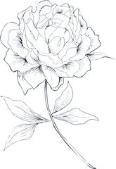 Stylized bloom is unfolding in vector art with layered petals, stem, leaves, transparent background