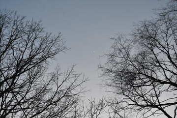 trees before the Moon in the sky