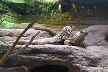 a pair of lizards on a rock