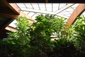 garden beneath the windows
