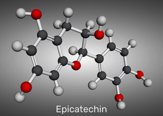 Epicatechin molecule. Flavanol antioxidant found in chocolate and tea. Molecular model. 3D rendering. Illustration