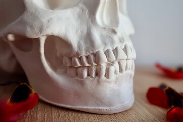 Skull model on a wooden table, against a gray wall background. Plaster skull or skull model for...