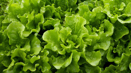 Fresh and Crisp Green Lettuce Leaves in a Lush Garden Setting with Water Droplets