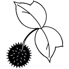 Black and White Chestnut Leaf and Burrs Botanical Line Drawing