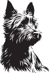 cairn terrier dog lovely portrait
