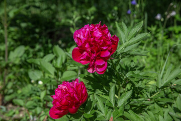 Bright Red Peony Flowers in Full Bloom Surrounded by Green Foliage