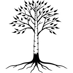 Black Birch Tree Silhouette with Exposed Roots black and white