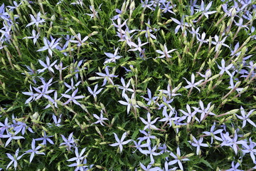 Dense Cluster of Light Purple Star-Shaped Flowers in Garden Foliage