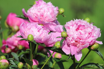 Pink peonies flower bloom in garden. Close up.