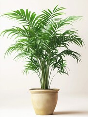 Fototapeta premium Houseplant in a decorative pot, green plant areca palm tree adding tropical beauty to the home interior, showcasing nature's fresh growth with lush foliage, bringing natural decor to the living space