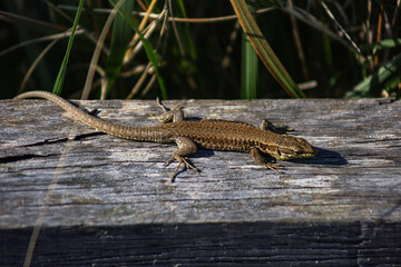 Common wall lizard basking in the sun on a wooden surface in natural habitat