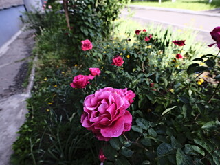 large pink valentine roses with visible rain water drops