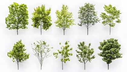 Obraz premium Nine different trees against a white background.