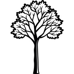 Obraz premium Tall Ash Tree Black and White Illustration Compound Leaves Slender Trunk