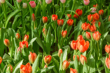 Fototapeta premium Colorful Tulips field in winter or spring,field of tulips in full bloom with various colors like pink, purple, yellow in the garden and pathway,tulip designs card.