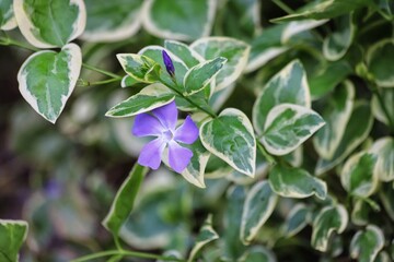 Naklejka premium Vinca major Variegata common names bigleaf periwinkle or large periwinkle.