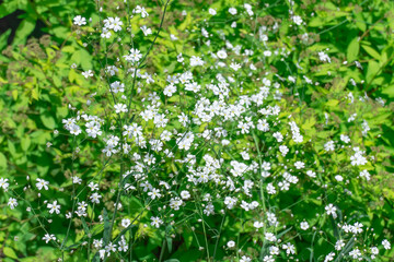 Flowering white gypsophila graceful or baby's breath in garden. Gypsophila flowers blossom in gardening. Tender inflorescences the family caryophyllaceae symbolize wedding and communion invitation.
