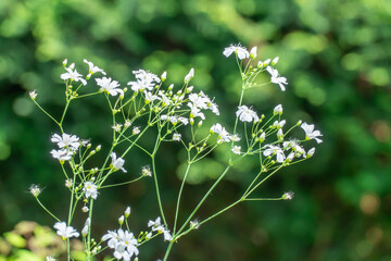 Flowering white gypsophila graceful or baby's breath in garden. Gypsophila flowers blossom in gardening. Tender inflorescences the family caryophyllaceae symbolize wedding and communion invitation.